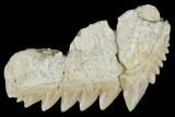 Fossil Cow Shark (Hexanchus) Tooth - Morocco #115826-1